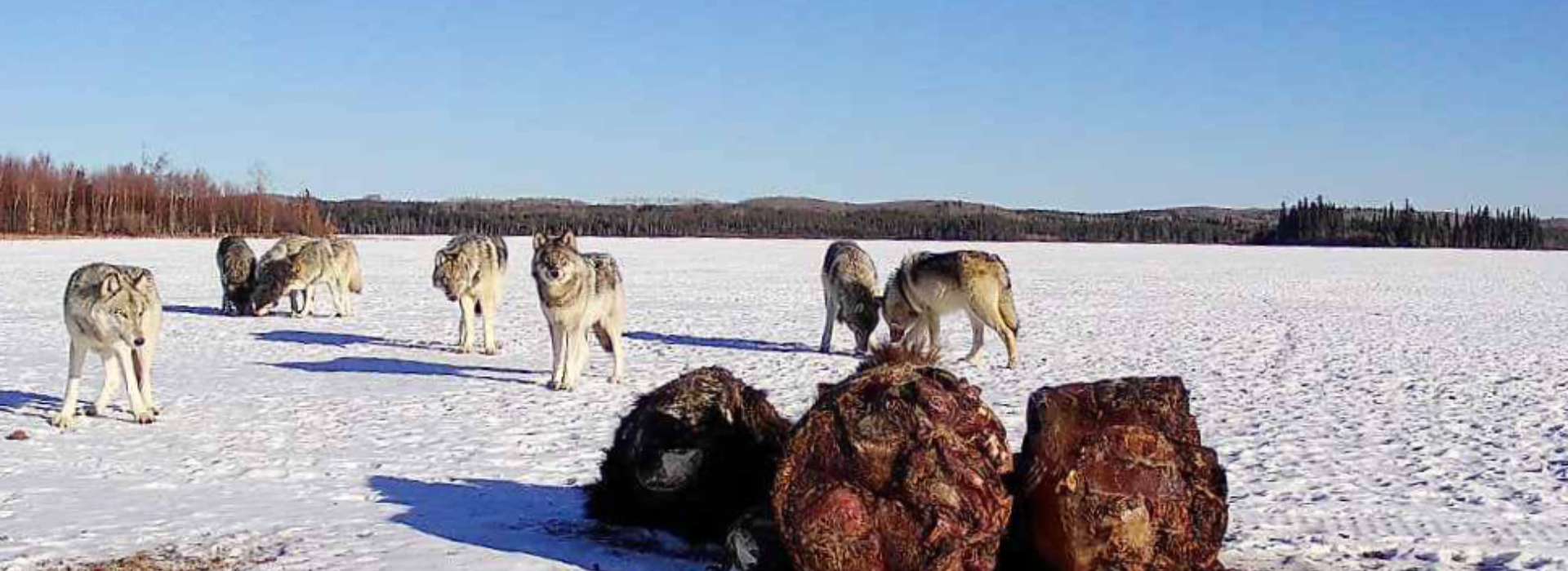 Guided Wolf & Coyote Hunts in Alberta, Canada Guided Wolf & Coyote Hunts in Alberta, Canada