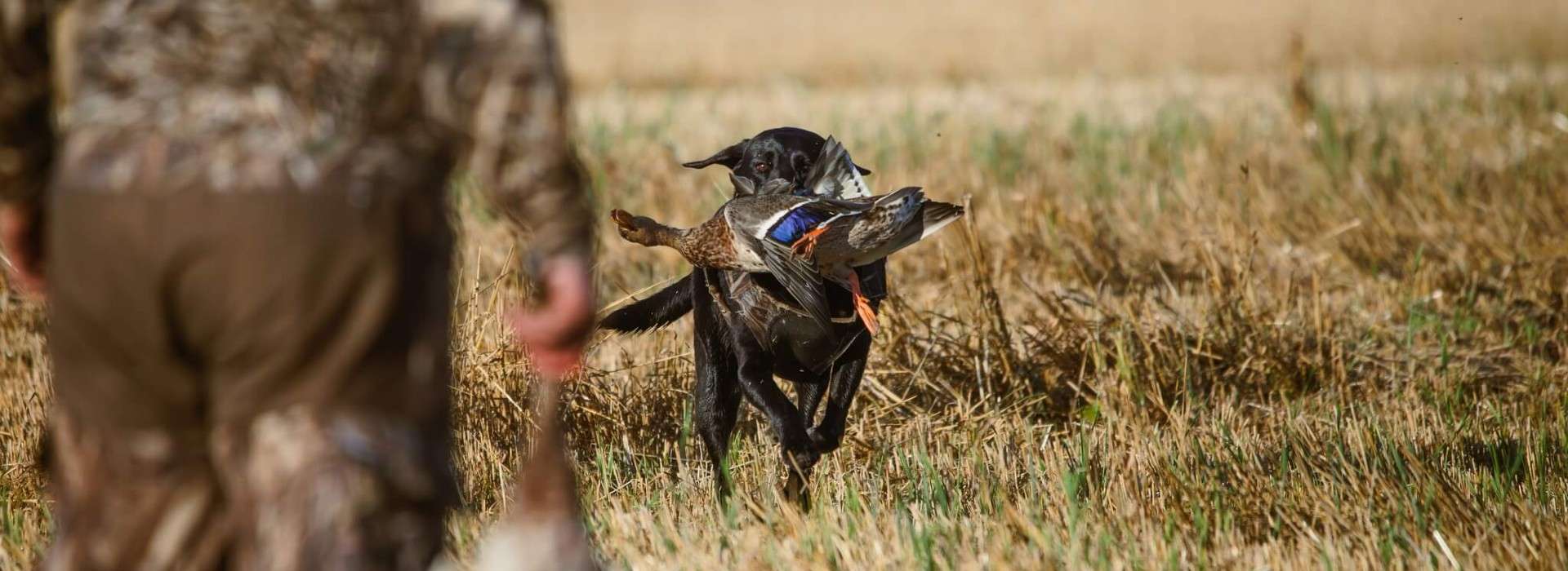Guided Waterfowl Hunts in Alberta, Canada
