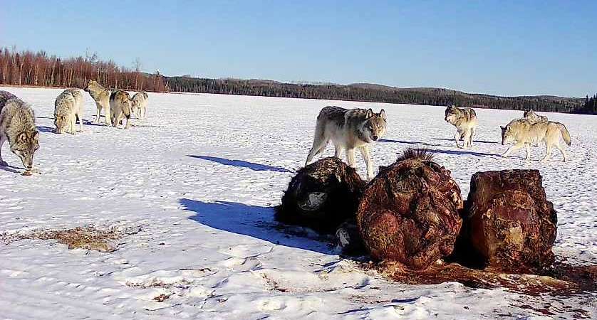 Wolf and Coyote Hunts